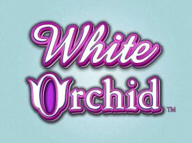 White Orchid